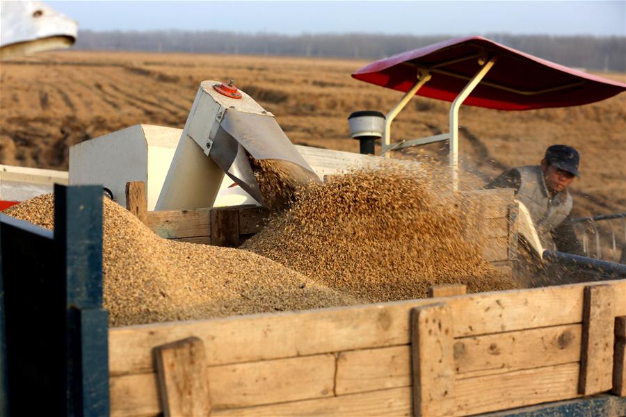 #CHINA-JIANGSU-FARM WORK (CN)