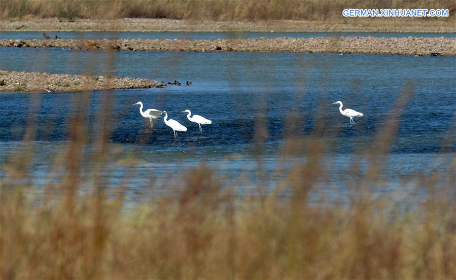 CHINA-HENAN-WETLAND-MIGRANT BIRDS (CN)