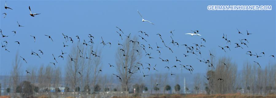 CHINA-HENAN-WETLAND-MIGRANT BIRDS (CN)