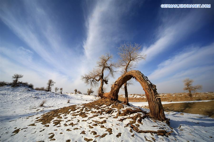 #CHINA-XINJIANG-DESERT POPLAR-SCENERY (CN) 