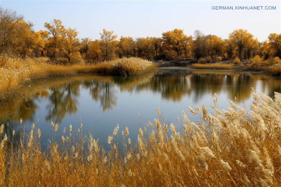 #CHINA-XINJIANG-DESERT POPLAR-SCENERY (CN) 