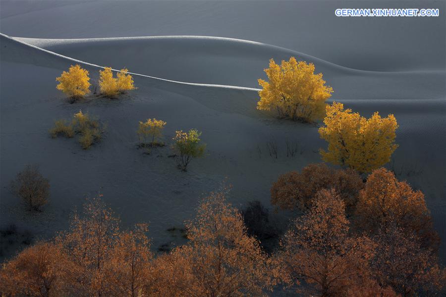 #CHINA-XINJIANG-DESERT POPLAR-SCENERY (CN) 