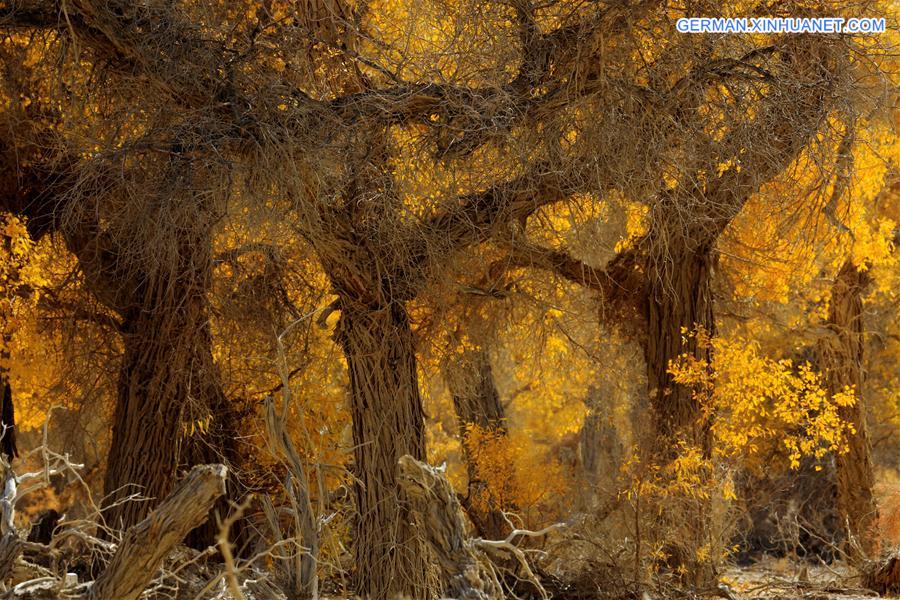 #CHINA-XINJIANG-DESERT POPLAR-SCENERY (CN) 