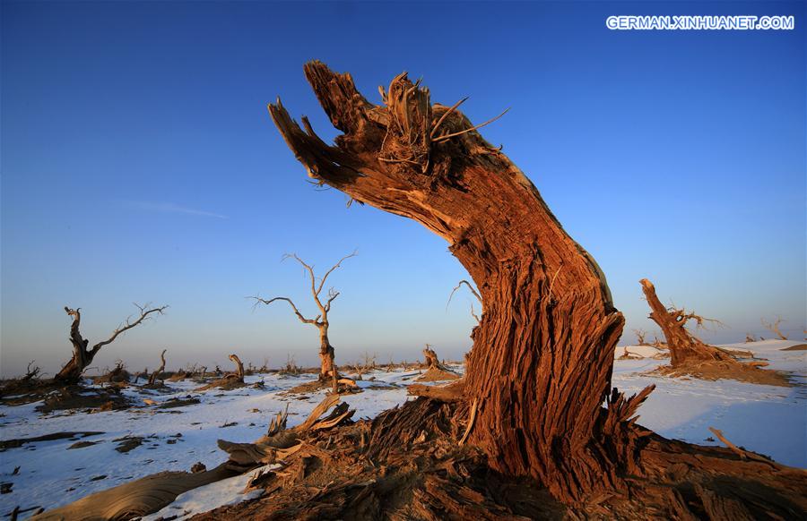 #CHINA-XINJIANG-DESERT POPLAR-SCENERY (CN) 