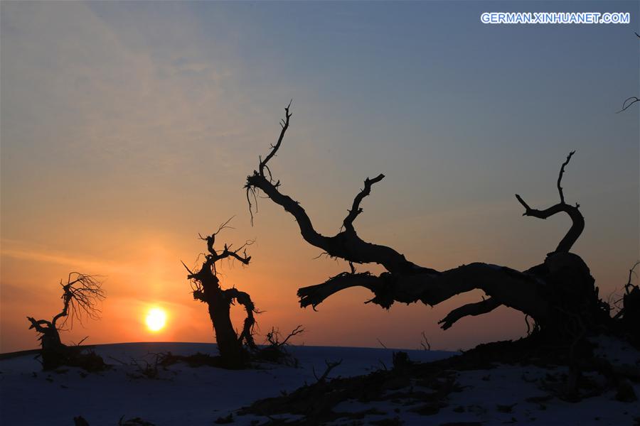 #CHINA-XINJIANG-DESERT POPLAR-SCENERY (CN) 