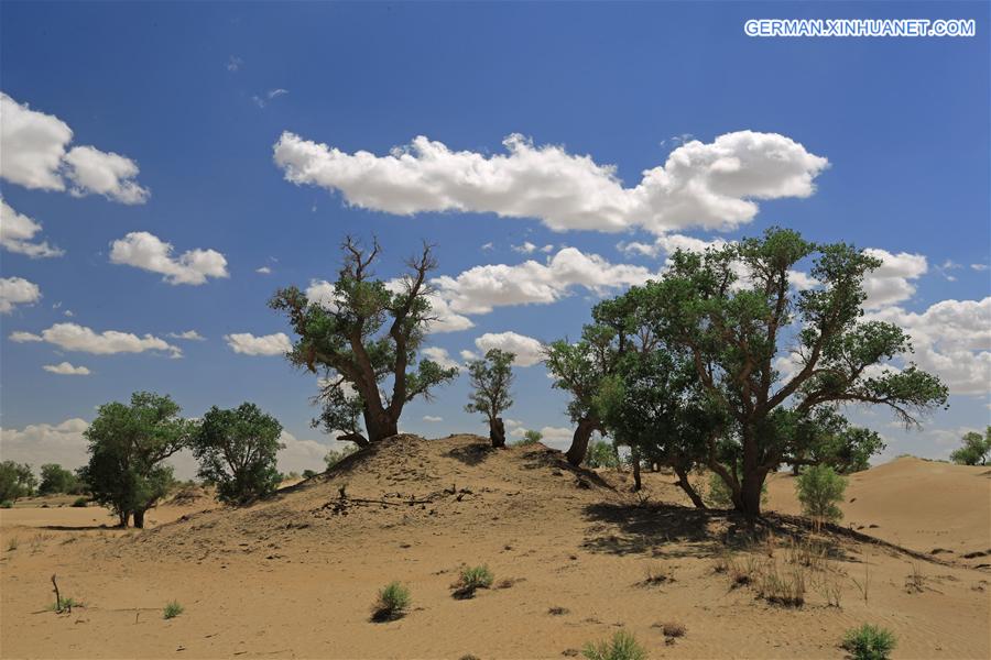 #CHINA-XINJIANG-DESERT POPLAR-SCENERY (CN) 