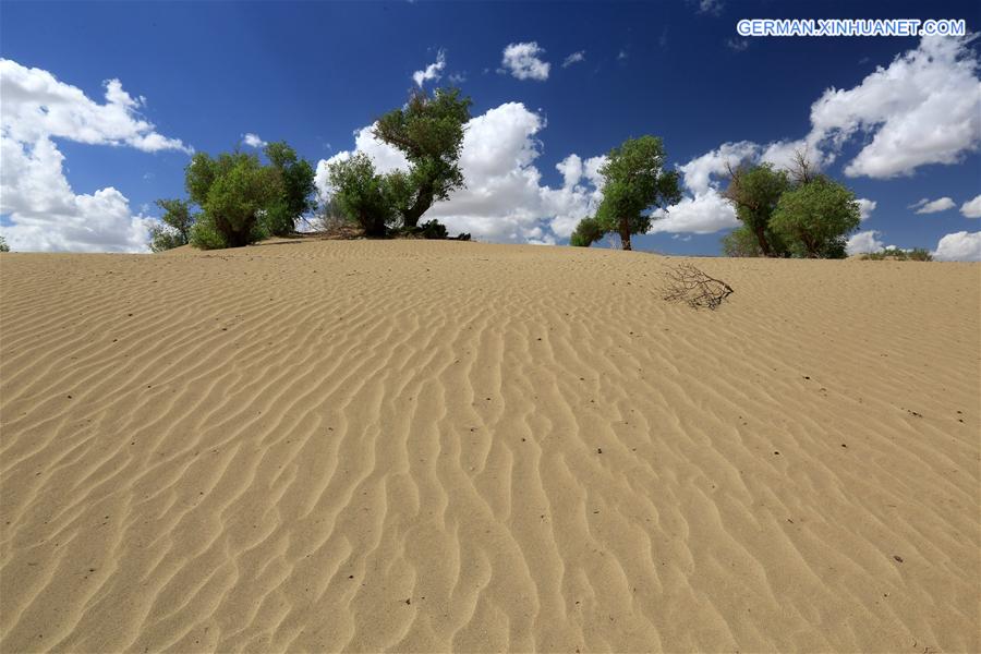 #CHINA-XINJIANG-DESERT POPLAR-SCENERY (CN) 