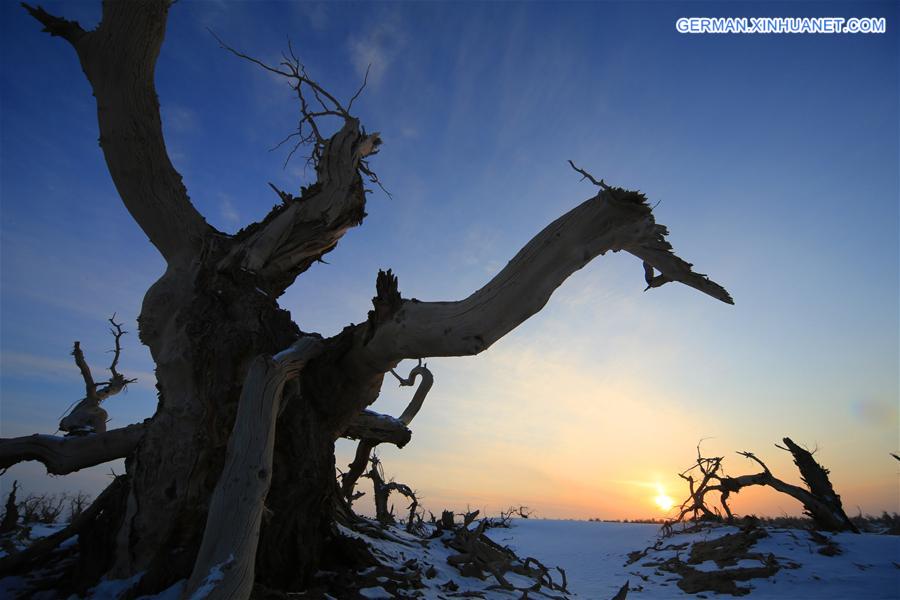 #CHINA-XINJIANG-DESERT POPLAR-SCENERY (CN) 