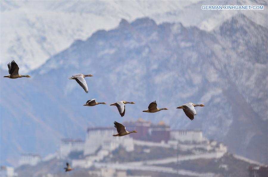 CHINA-TIBET-LHASA-SNOWFALL (CN)