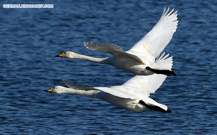 CHINA-HENAN-SANMENXIA-SWANS (CN)