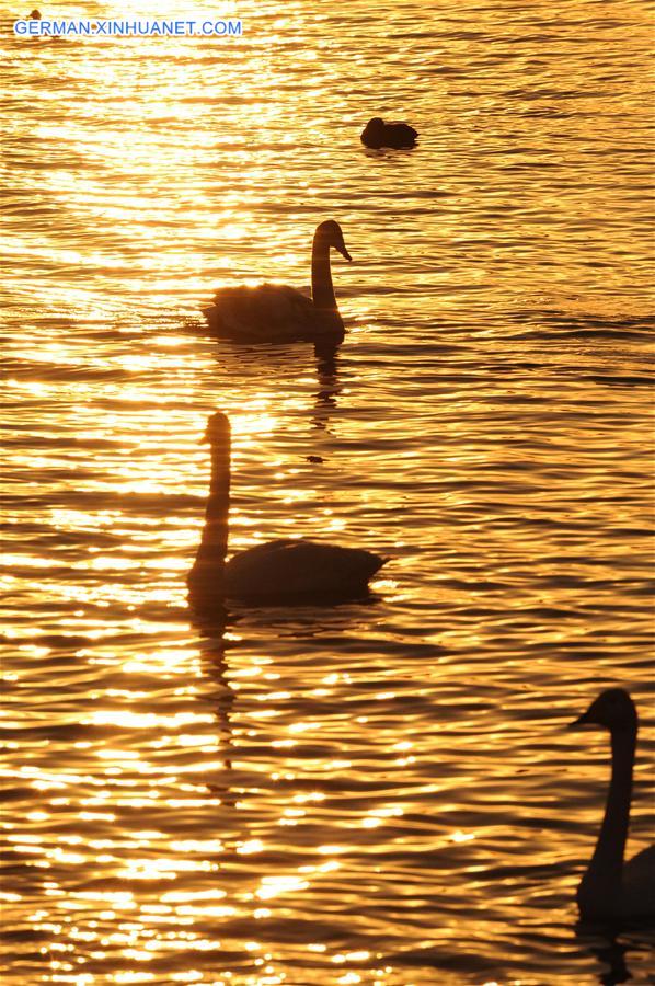 CHINA-HENAN-SANMENXIA-SWANS (CN)