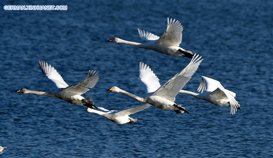 CHINA-HENAN-SANMENXIA-SWANS (CN)