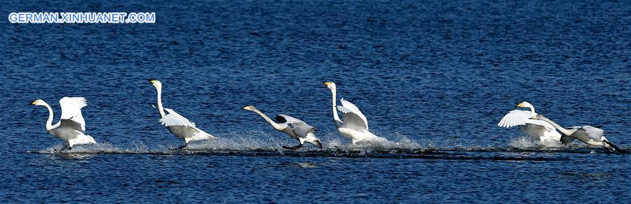 CHINA-HENAN-SANMENXIA-SWANS (CN)