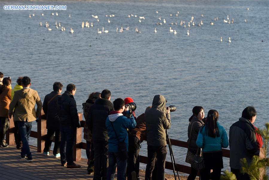 CHINA-HENAN-SANMENXIA-SWANS (CN)