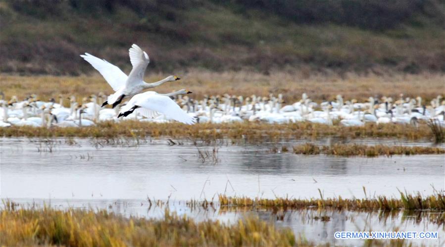 #CHINA-JIANGXI-POYANG LAKE-SWANS(CN)