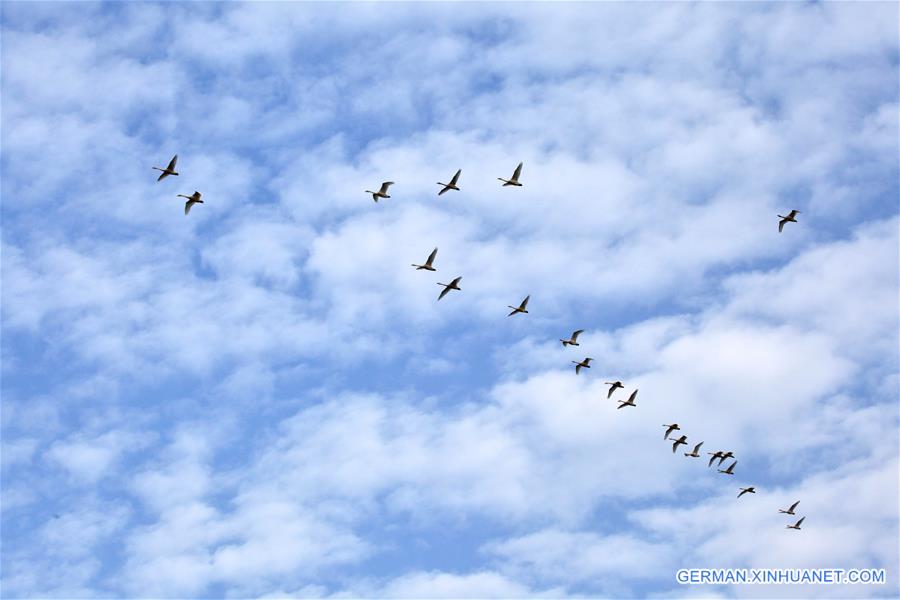 #CHINA-JIANGXI-POYANG LAKE-SWANS(CN)