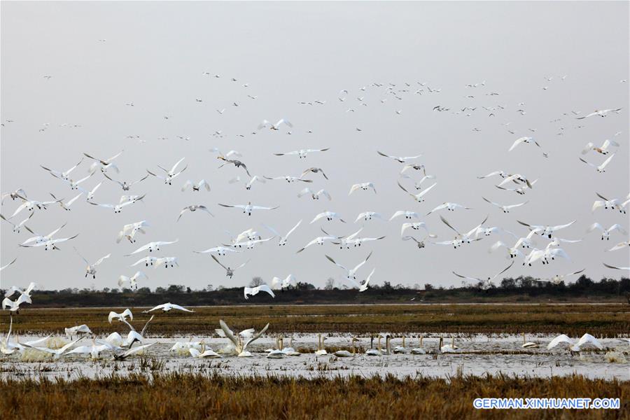 #CHINA-JIANGXI-POYANG LAKE-SWANS(CN)