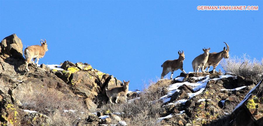 #CHINA-XINJIANG-ALTAY-SIBERIAN IBEX (CN)