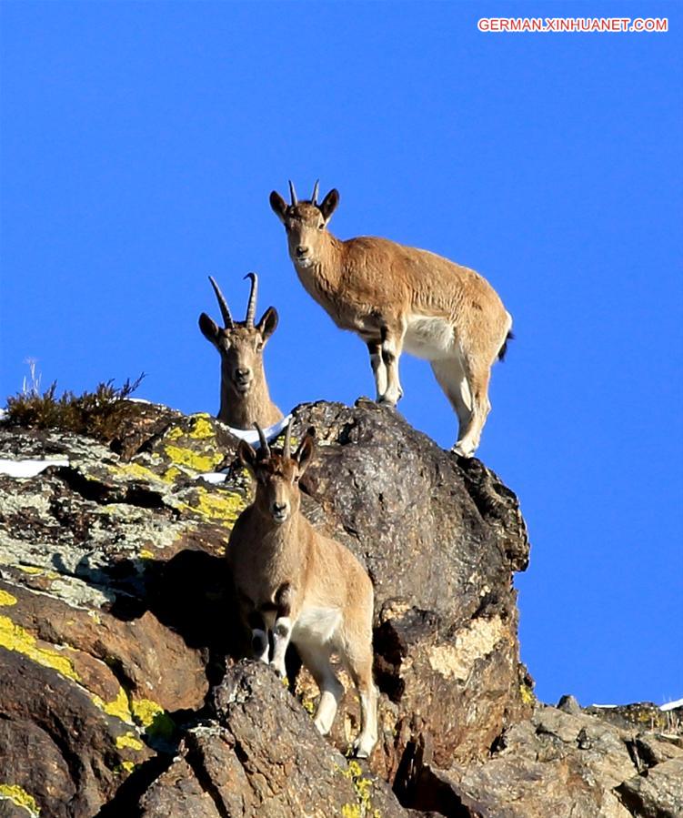 #CHINA-XINJIANG-ALTAY-SIBERIAN IBEX (CN)