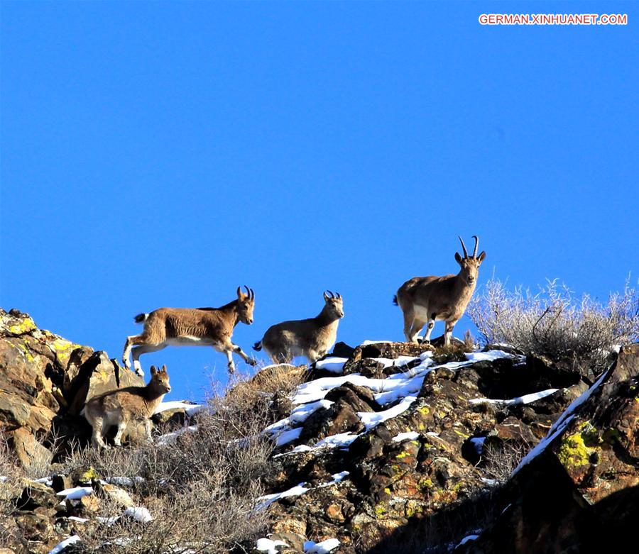 #CHINA-XINJIANG-ALTAY-SIBERIAN IBEX (CN)