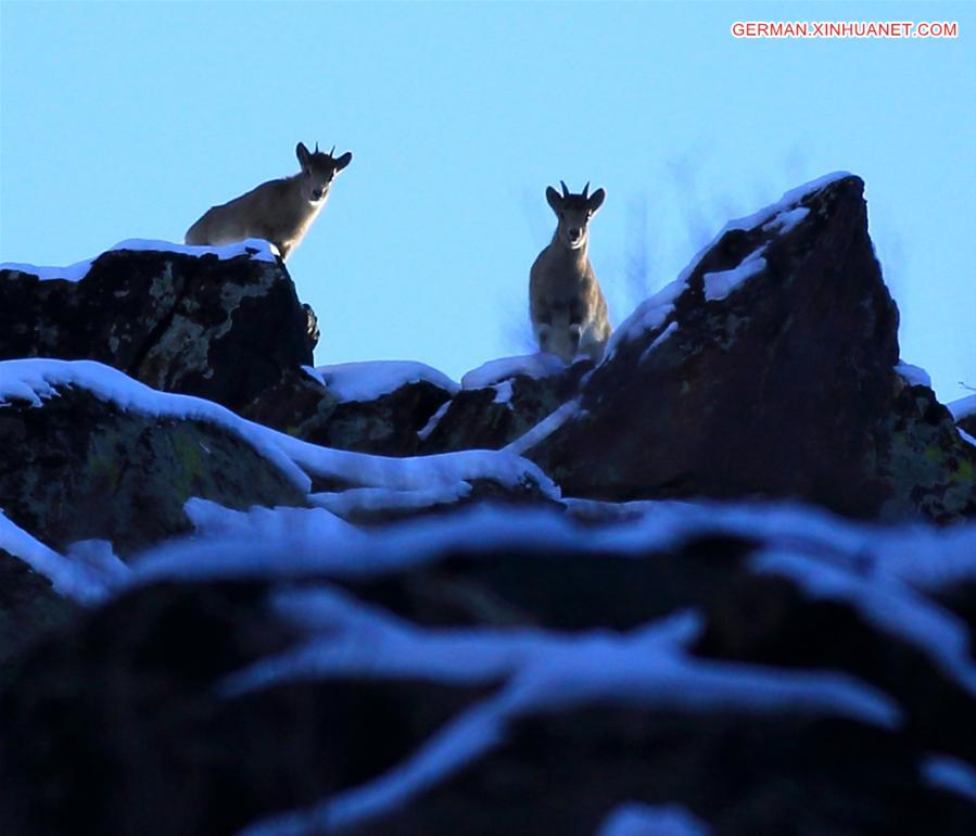 #CHINA-XINJIANG-ALTAY-SIBERIAN IBEX (CN)