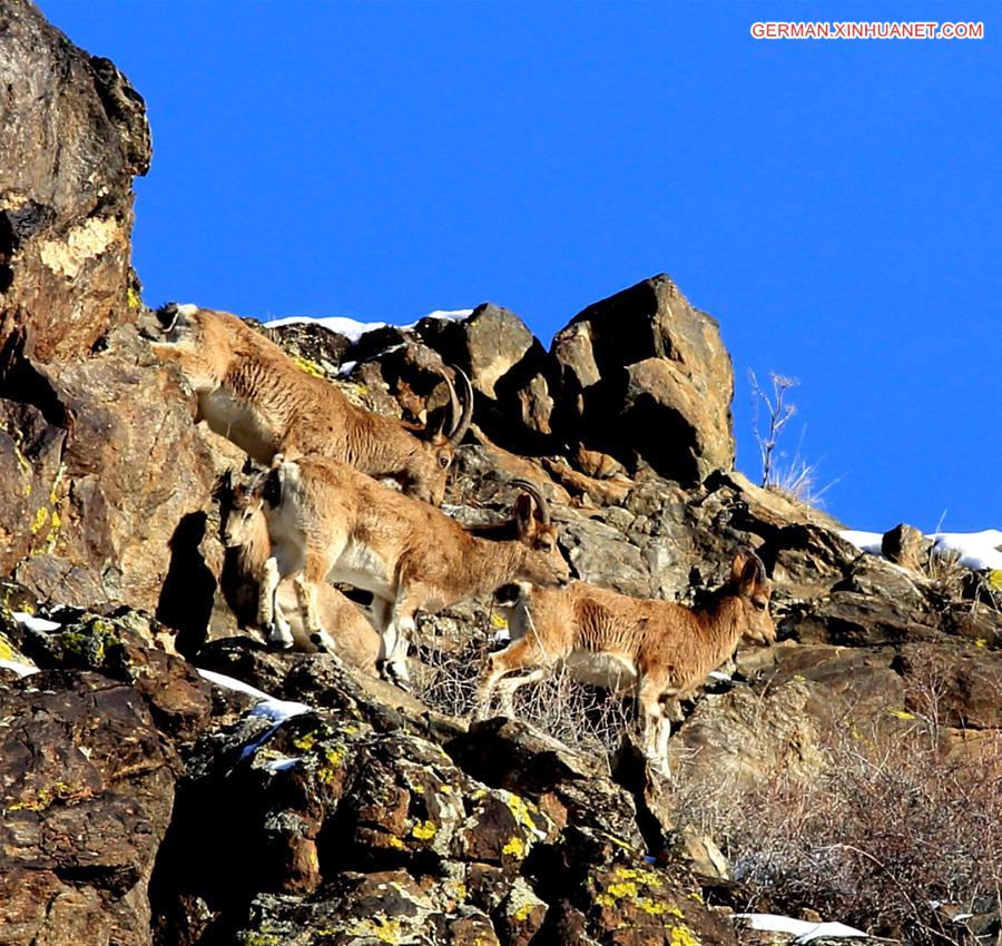 #CHINA-XINJIANG-ALTAY-SIBERIAN IBEX (CN)