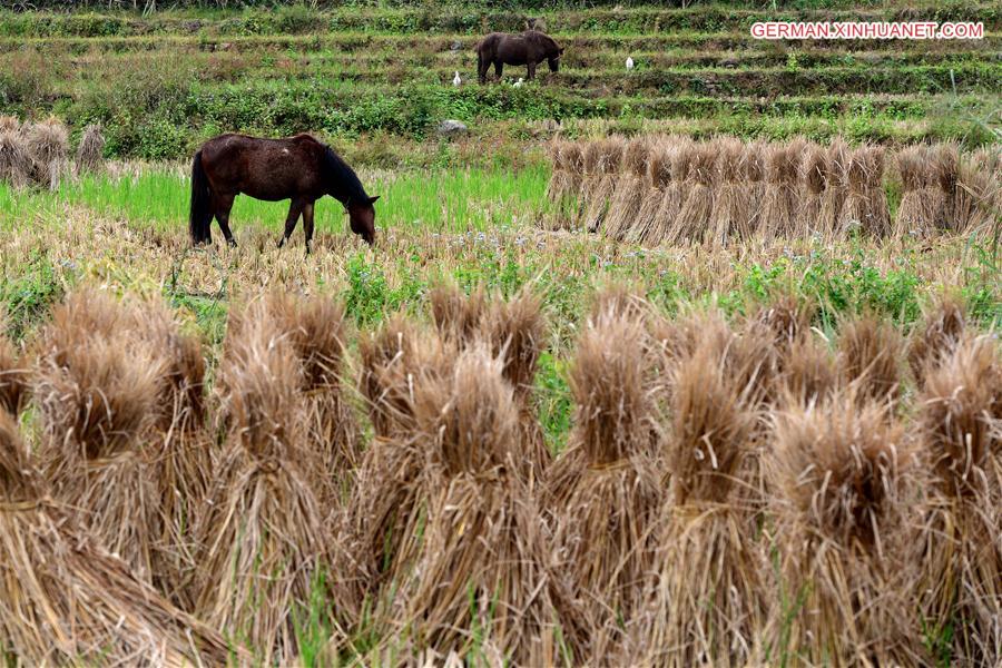 #CHINA-GUANGXI-BOSE-WINTER-TERRACE FIELDS (CN)