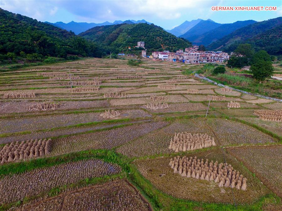 #CHINA-GUANGXI-BOSE-WINTER-TERRACE FIELDS (CN)