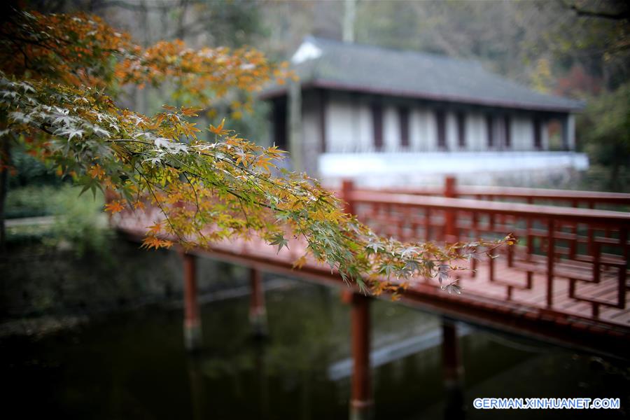 #CHINA-JIANGSU-NANTONG-MAPLE LEAVES (CN) 