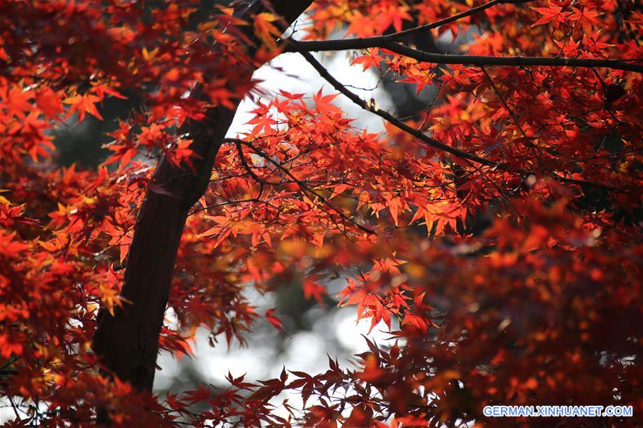 #CHINA-JIANGSU-NANTONG-MAPLE LEAVES (CN) 