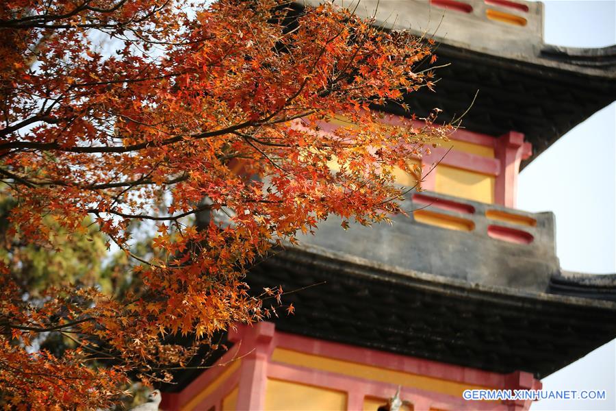 #CHINA-JIANGSU-NANTONG-MAPLE LEAVES (CN) 