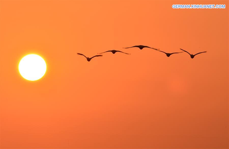 #CHINA-SHANDONG-RONGCHENG-SWANS (CN)