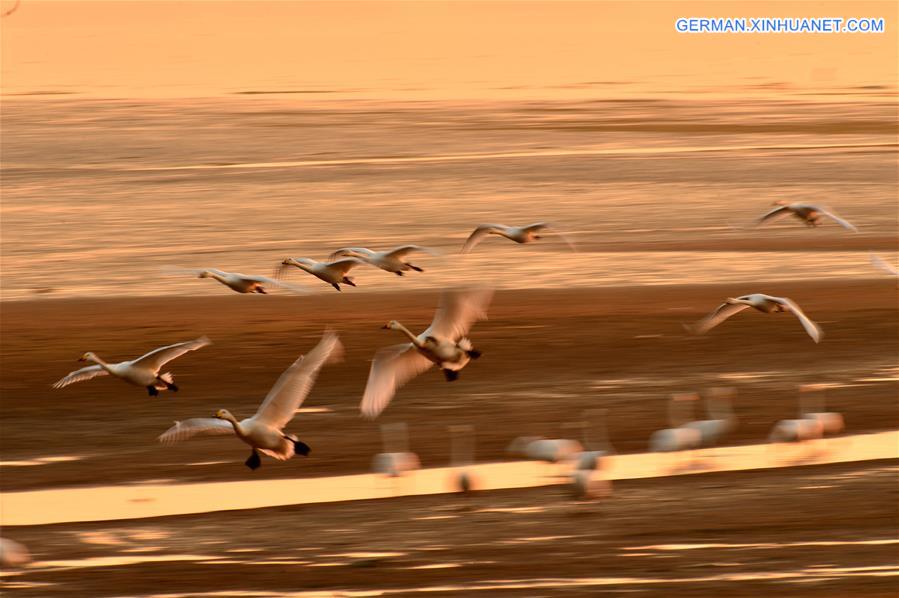 #CHINA-SHANDONG-RONGCHENG-SWANS (CN)