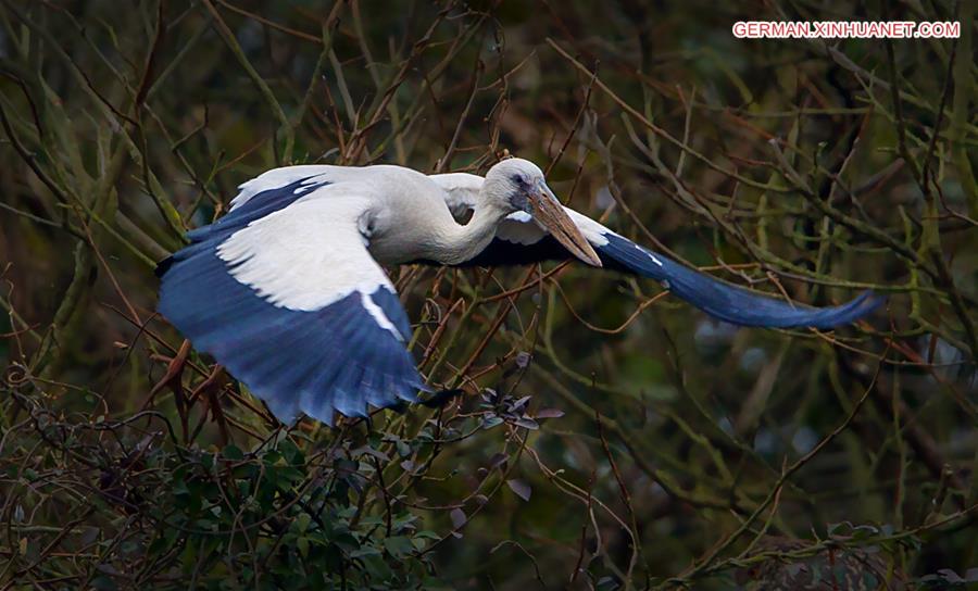 CHINA-JIANGXI-POYANG LAKE-ASIAN OPEN-BILL STORK (CN*)