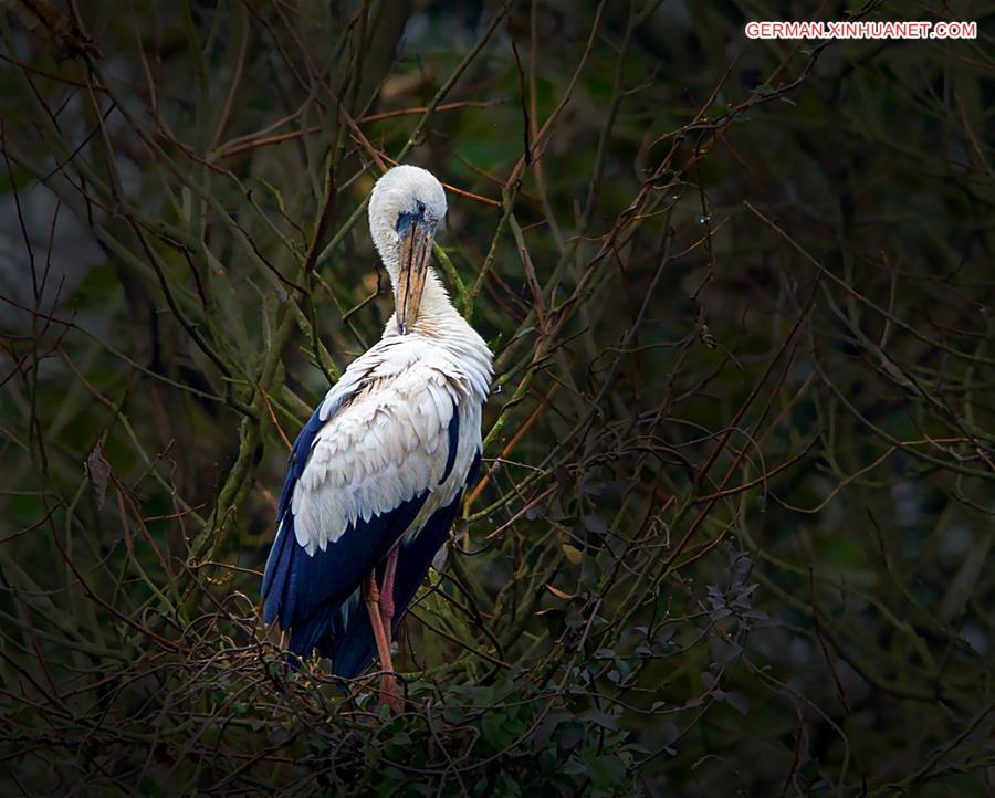 CHINA-JIANGXI-POYANG LAKE-ASIAN OPEN-BILL STORK (CN*)