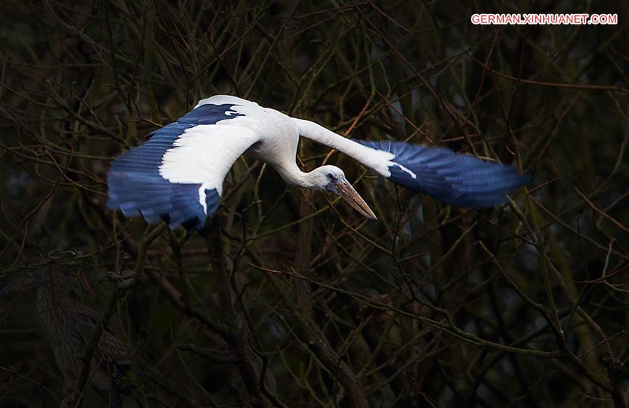 CHINA-JIANGXI-POYANG LAKE-ASIAN OPEN-BILL STORK (CN*)