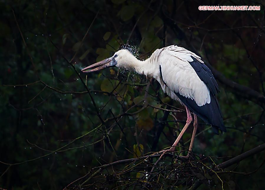 CHINA-JIANGXI-POYANG LAKE-ASIAN OPEN-BILL STORK (CN*)