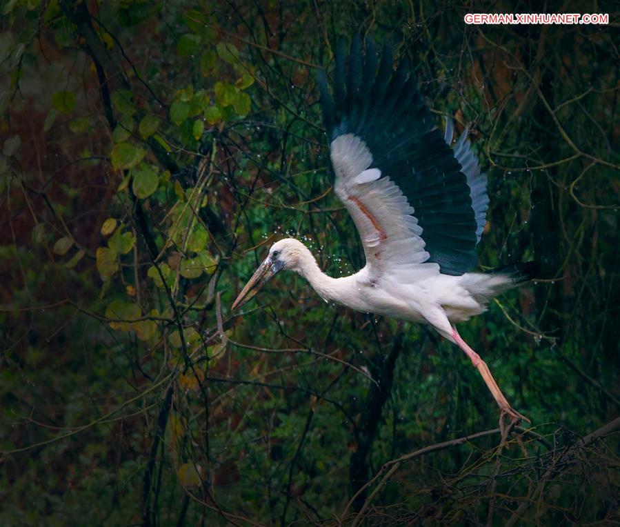 CHINA-JIANGXI-POYANG LAKE-ASIAN OPEN-BILL STORK (CN*)