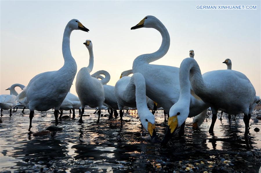 #CHINA-SHANDONG-RONGCHENG-SWAN (CN) 