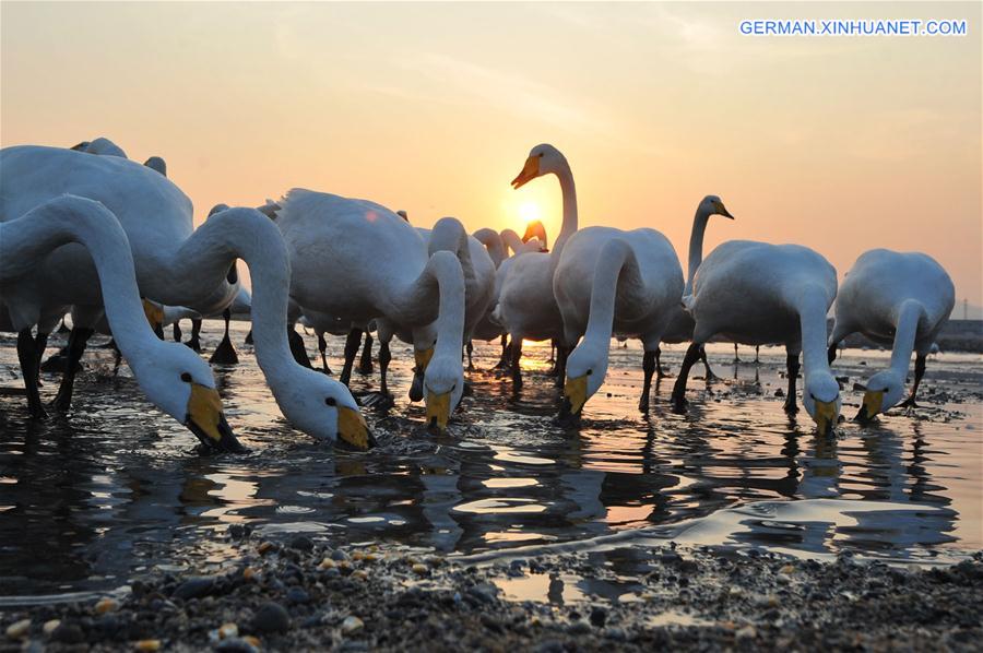 #CHINA-SHANDONG-RONGCHENG-SWAN (CN) 