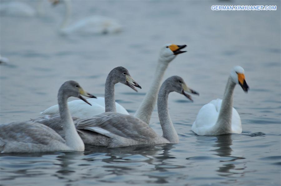 #CHINA-SHANDONG-RONGCHENG-SWAN (CN) 