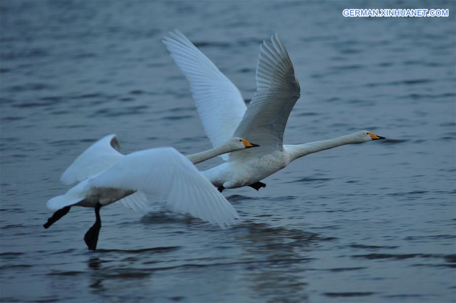 #CHINA-SHANDONG-RONGCHENG-SWAN (CN) 