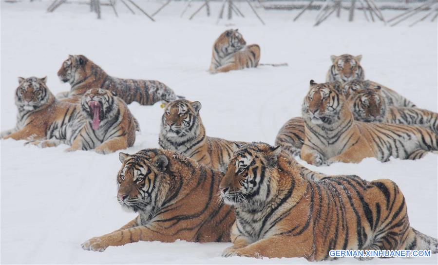 CHINA-HEILONGJIANG-SIBERIAN TIGER (CN) 