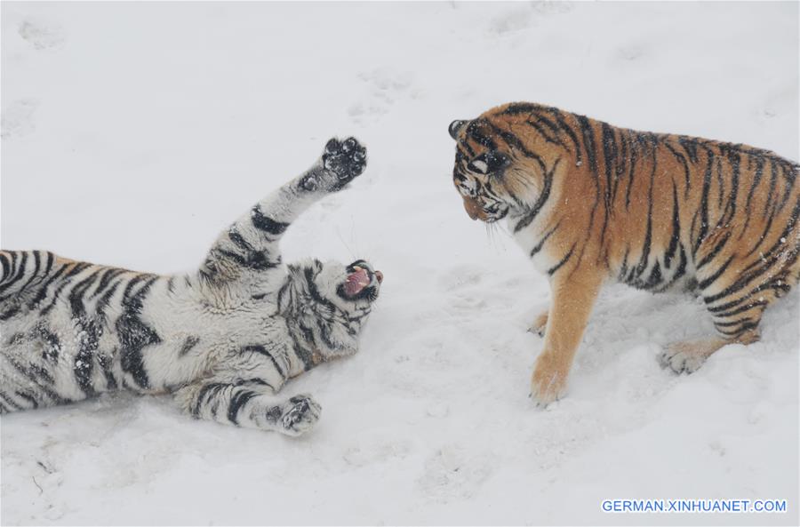 CHINA-HEILONGJIANG-SIBERIAN TIGER (CN) 