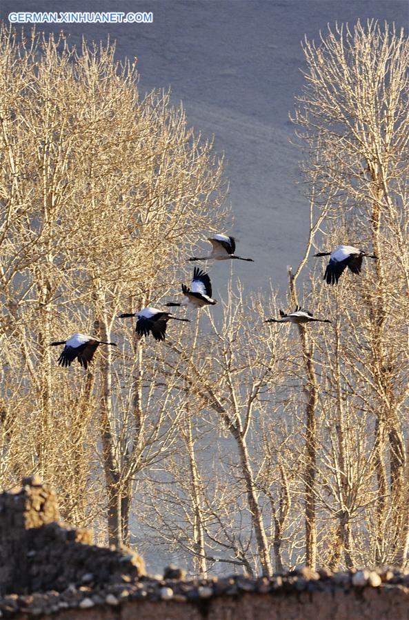 CHINA-TIBET-BLACK-NECKED CRANE (CN)