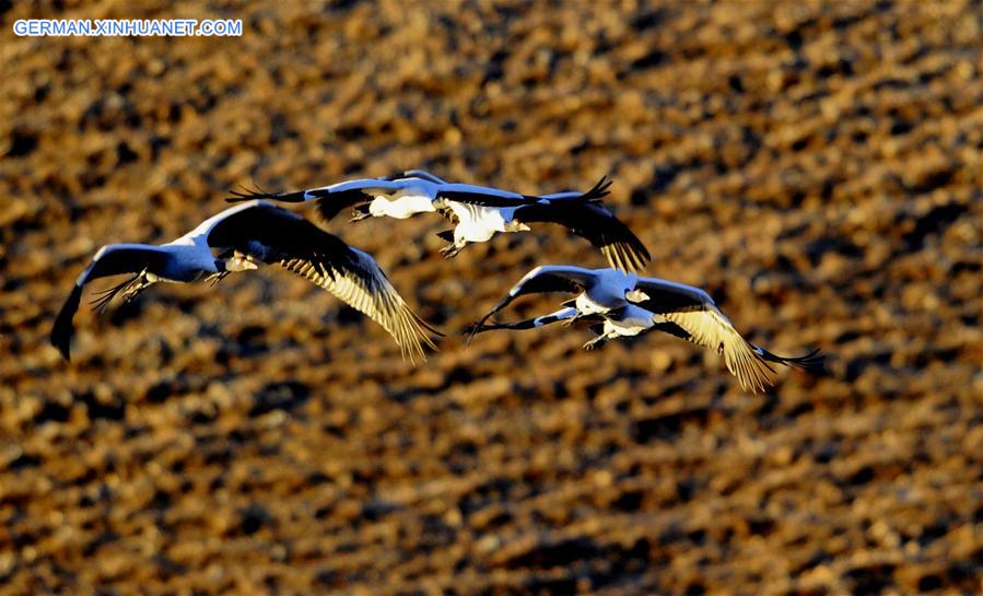 CHINA-TIBET-BLACK-NECKED CRANE (CN)