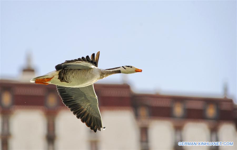 CHINA-TIBET-BIRDS (CN)