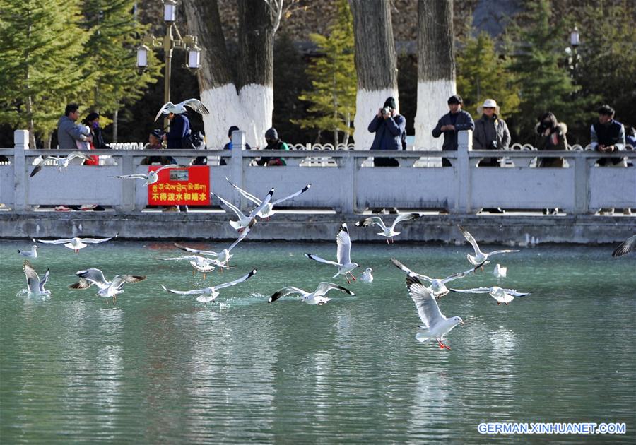 CHINA-TIBET-BIRDS (CN)