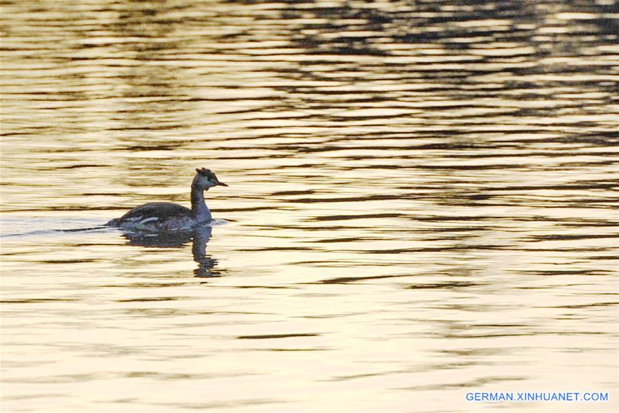 CHINA-TIBET-BIRDS (CN)