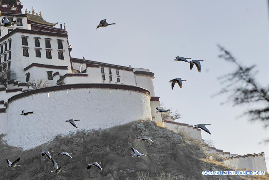 CHINA-TIBET-BIRDS (CN)